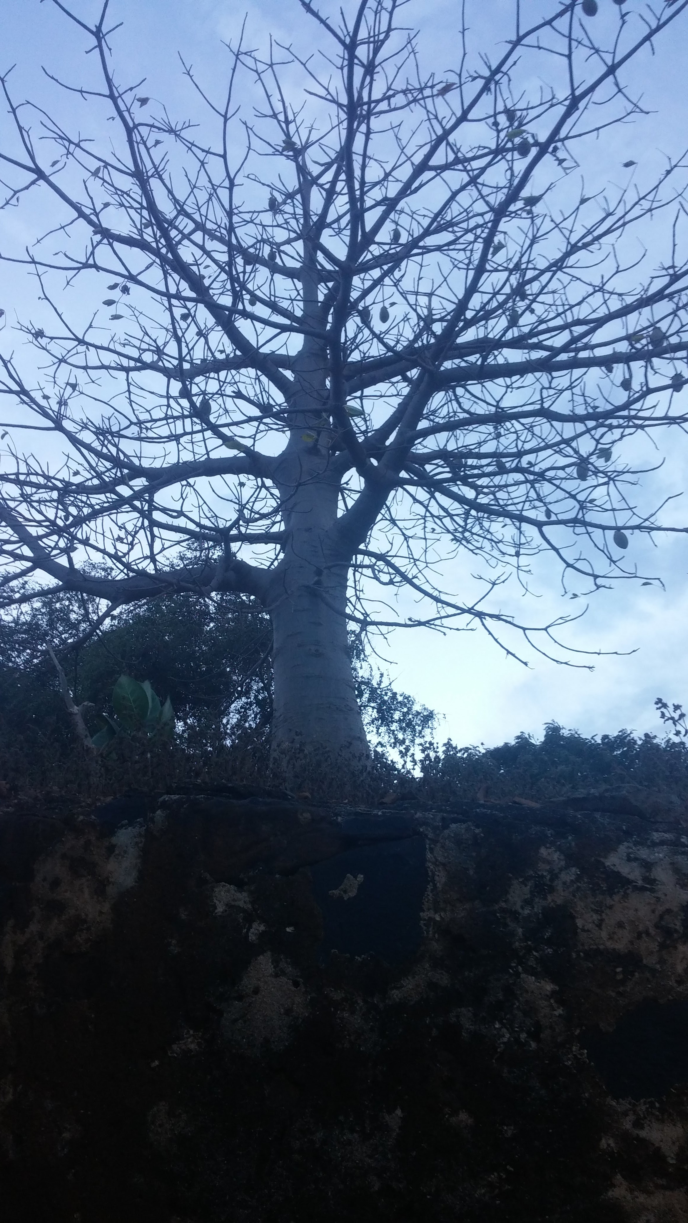 Baobab Tree